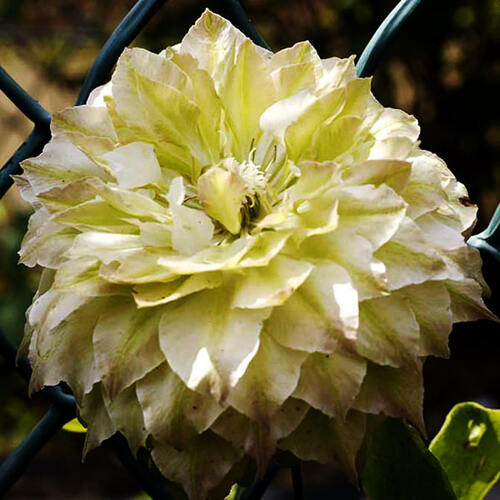 Клематис гибридный Midori (Мидори) (2)