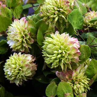 Клематис гибридный Midori (Мидори) (2)