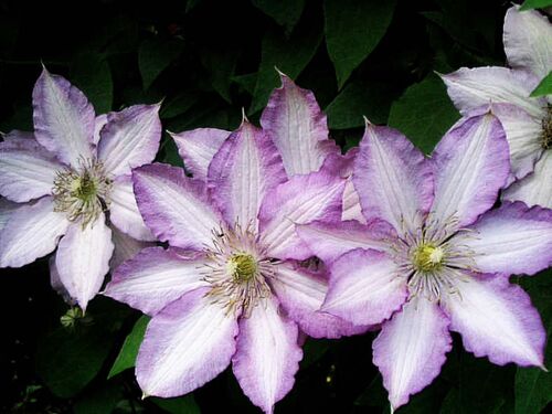 Клематис Joan Picton (Джоан Пиктон) 2 группа