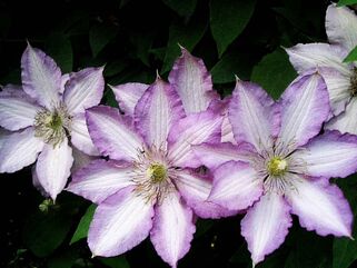 Клематис Joan Picton (Джоан Пиктон) 2 группа