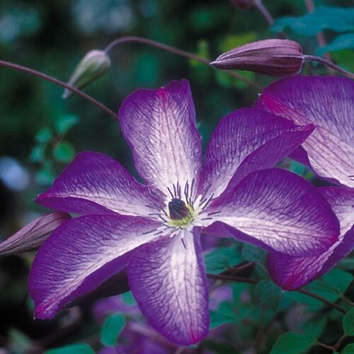 Клематис Venosa Violacea (Веноза Виолацеа) 3 группа