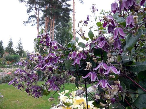 Клематис Jan Fopma (Ян Фопма) 3 группа