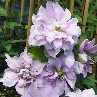 Клематис Luiz Rou (Луиз Роу) 2 группа