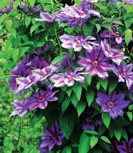 Клематис Akaishi (Акаиши) 2 группа