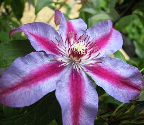 Клематис Akaishi (Акаиши) 2 группа