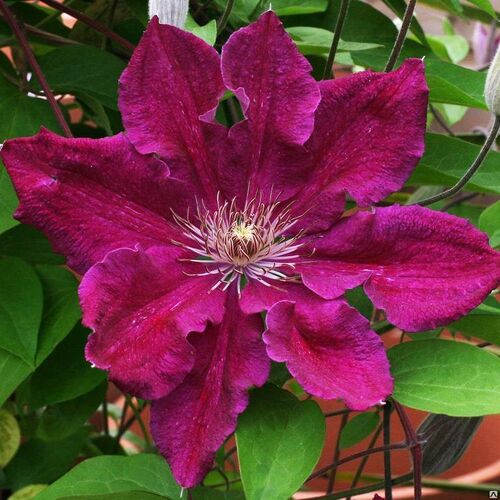 Клематис Ernest Markham (Эрнест Маркхам) 3 группа