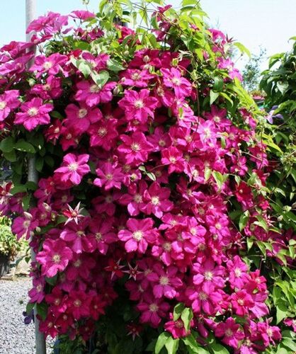 Клематис Ernest Markham (Эрнест Маркхам) 3 группа