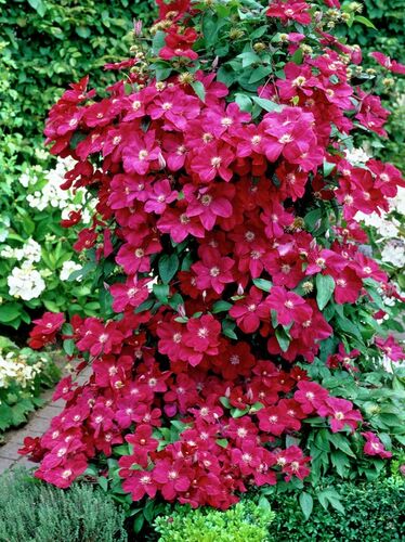 Клематис Ernest Markham (Эрнест Маркхам) 3 группа