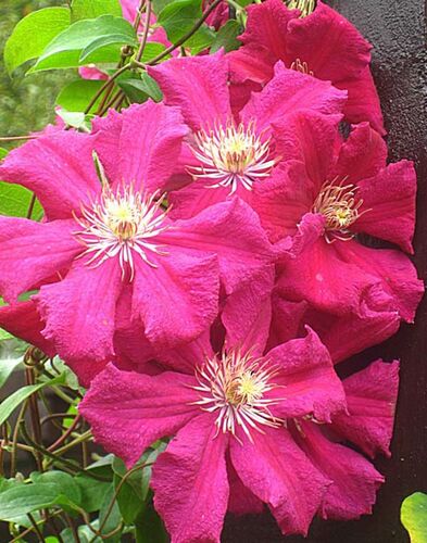 Клематис Ernest Markham (Эрнест Маркхам) 3 группа