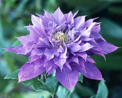 Клематис Vyvyan Pennell (Вивиан Пеннелл) 2 группа