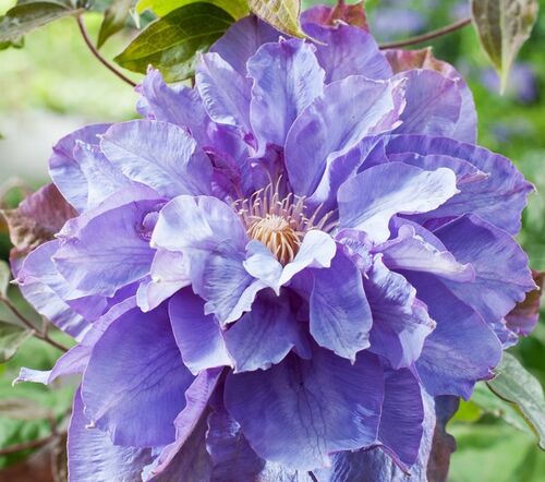 Клематис Vyvyan Pennell (Вивиан Пеннелл) 2 группа