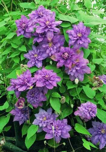 Клематис Vyvyan Pennell (Вивиан Пеннелл) 2 группа