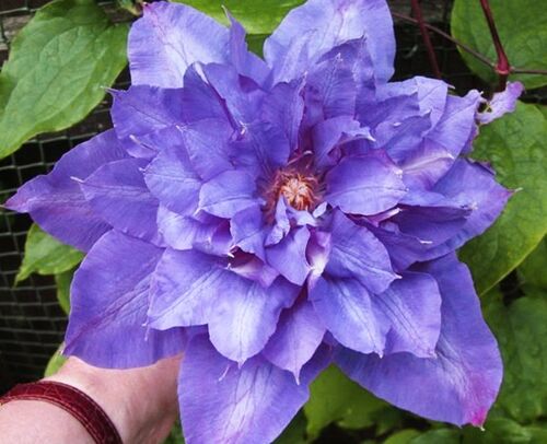 Клематис Vyvyan Pennell (Вивиан Пеннелл) 2 группа