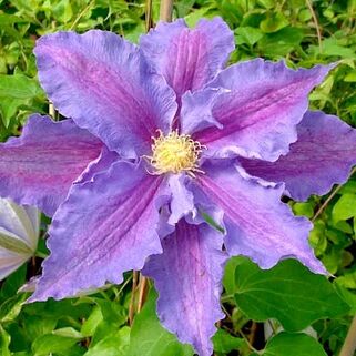 Клематис Beata (Беата) 3 группа