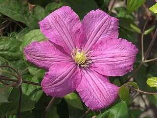 Клематис Comtesse de Bouchaud (Комтесс де Бушо) 3 группа