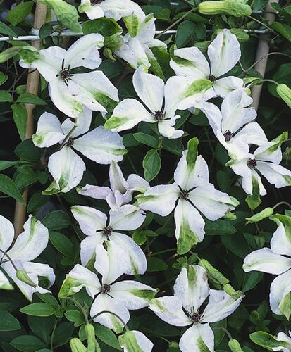 Клематис Alba Luxurians (Альба Люксурианс) 3 группа