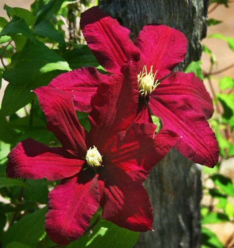 Клематис Niobe (Ниобе) 2 группа