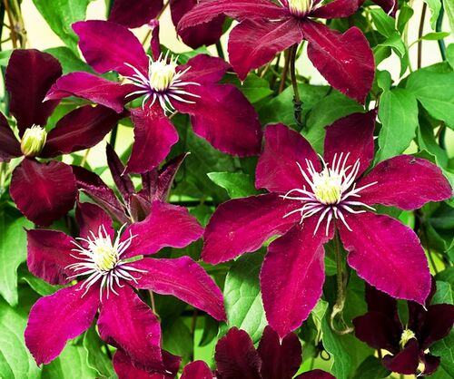 Клематис Niobe (Ниобе) 2 группа