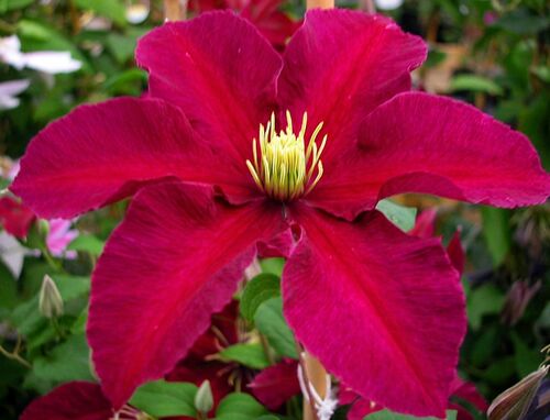 Клематис Niobe (Ниобе) 2 группа