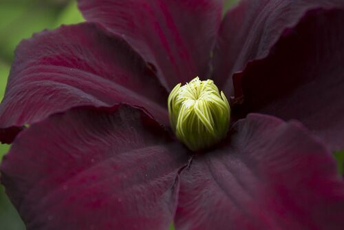 Клематис Niobe (Ниобе) 2 группа