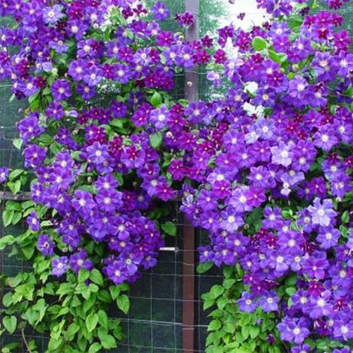 Клематис Star Of India (Стар оф Индия) 3 группа