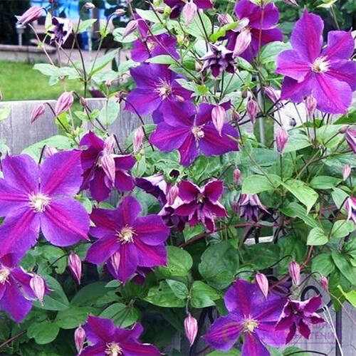 Клематис Star Of India (Стар оф Индия) 3 группа