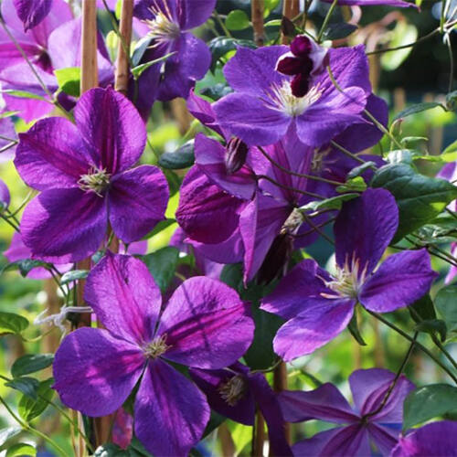 Клематис Star Of India (Стар оф Индия) 3 группа