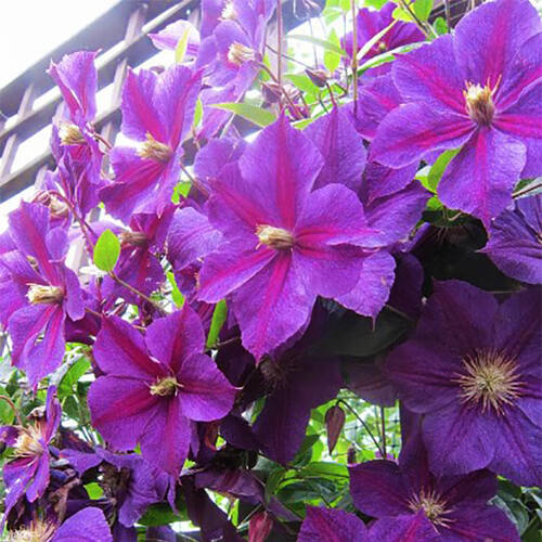 Клематис Star Of India (Стар оф Индия) 3 группа