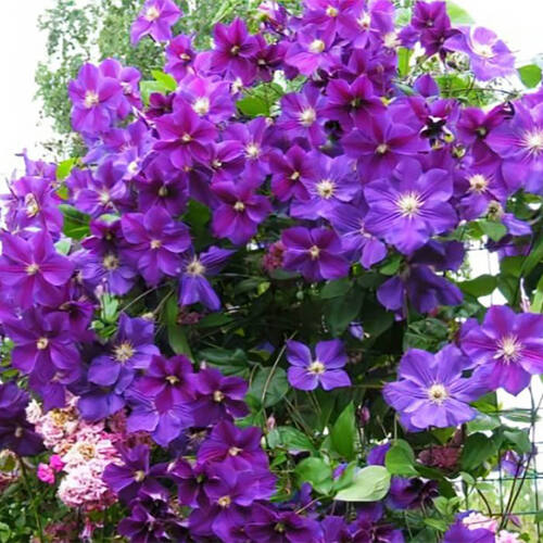 Клематис Star Of India (Стар оф Индия) 3 группа