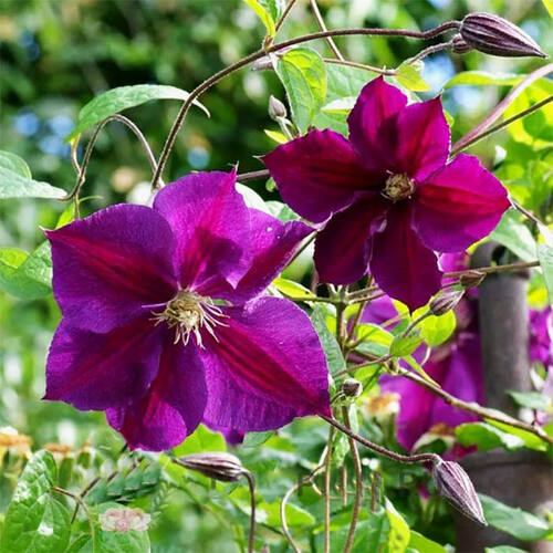 Клематис Star Of India (Стар оф Индия) 3 группа