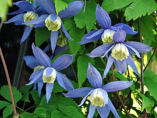 Клематис Alpina Blue (Альпина Блю) 2 группа