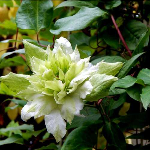 Клематис гибридный Midori (Мидори) (2)