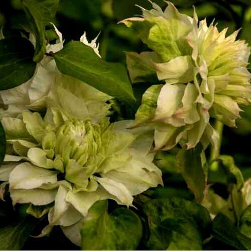 Клематис гибридный Midori (Мидори) (2)