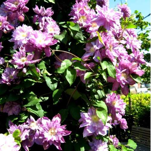 Клематис гибридный Proteus (Протеус) 2 группа