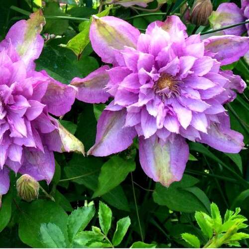 Клематис гибридный Proteus (Протеус) 2 группа