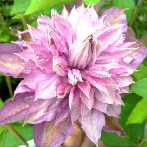 Клематис гибридный Proteus (Протеус) 2 группа