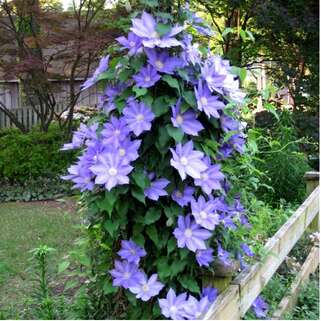 Клематис гибридный H.F. Young (Х.Ф. Янг) (2)