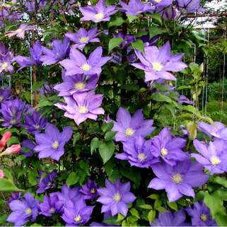 Клематис гибридный H.F. Young (Х.Ф. Янг) (2)