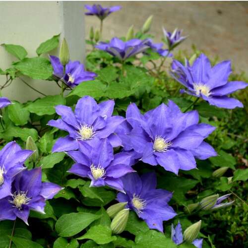 Клематис гибридный H.F. Young (Х.Ф. Янг) (2)