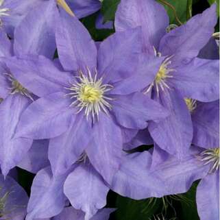 Клематис гибридный H.F. Young (Х.Ф. Янг) (2)