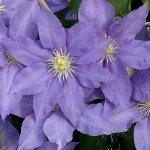 Клематис гибридный H.F. Young (Х.Ф. Янг) (2)