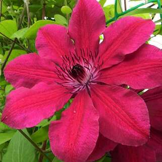 Клематис Allanah (Аллана) 3 группа