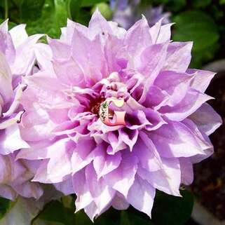 Клематис Belle Of Woking (Бель оф Вокинг) 2 группа