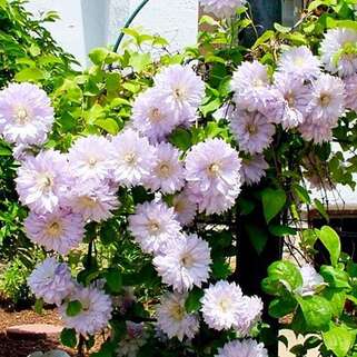 Клематис Belle Of Woking (Бель оф Вокинг) 2 группа