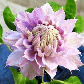 Клематис Belle Of Woking (Бель оф Вокинг) 2 группа