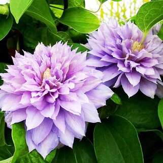 Клематис Belle Of Woking (Бель оф Вокинг) 2 группа