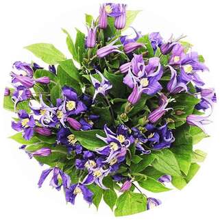 Клематис Blue Pirouette (Блю Пируэт) 3 группа