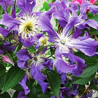 Клематис Blue Pirouette (Блю Пируэт) 3 группа