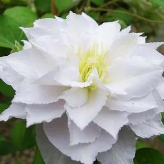 Клематис Dancing Tm King Zodakiaf (Дансинг Кинг) 2 группа