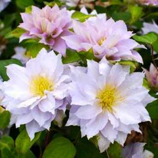 Клематис Dancing Tm King Zodakiaf (Дансинг Кинг) 2 группа